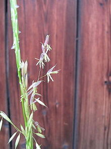 Detail of an inflorescence with male flowers of Zizania aquatica