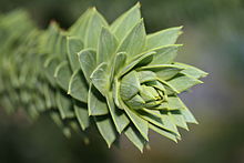 Listi Araucaria araucana