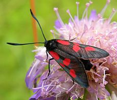 Ćma Burneta (Zygaena sp.), lotnik dzienny. Ta ćma pobiera nektar z ostu (i zapyla go) w Estonii.