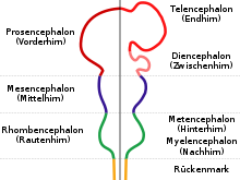 Stages of brain development from the anterior neural tube: The rhombencephalon of the 3 vesicle stage (left) differentiates into the metencephalon and the myelencephalon, from which the medulla oblongata arises, adjacent to the spinal cord.
