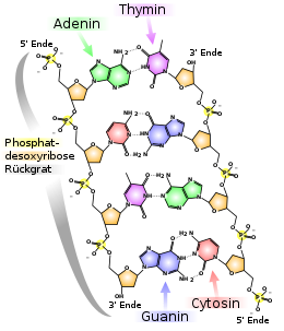 base pairs in the double strand of a DNA