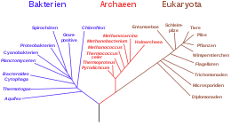 Phylogenetic tree showing the division of living organisms into the three domains.