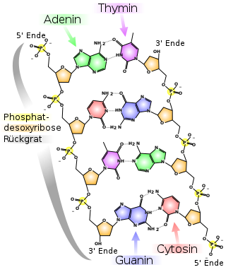 DNA