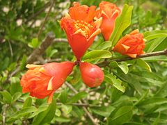 Flowers of pomegranate